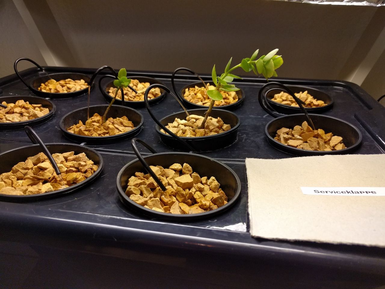 plants